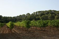 Jefford, Pic St Loup, Languedoc