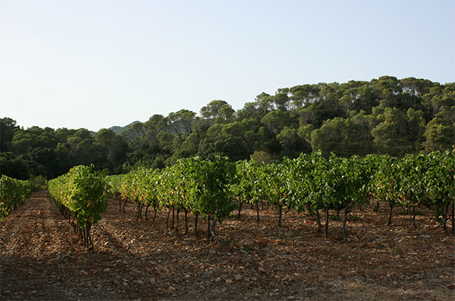 Jefford, Pic St Loup, Languedoc