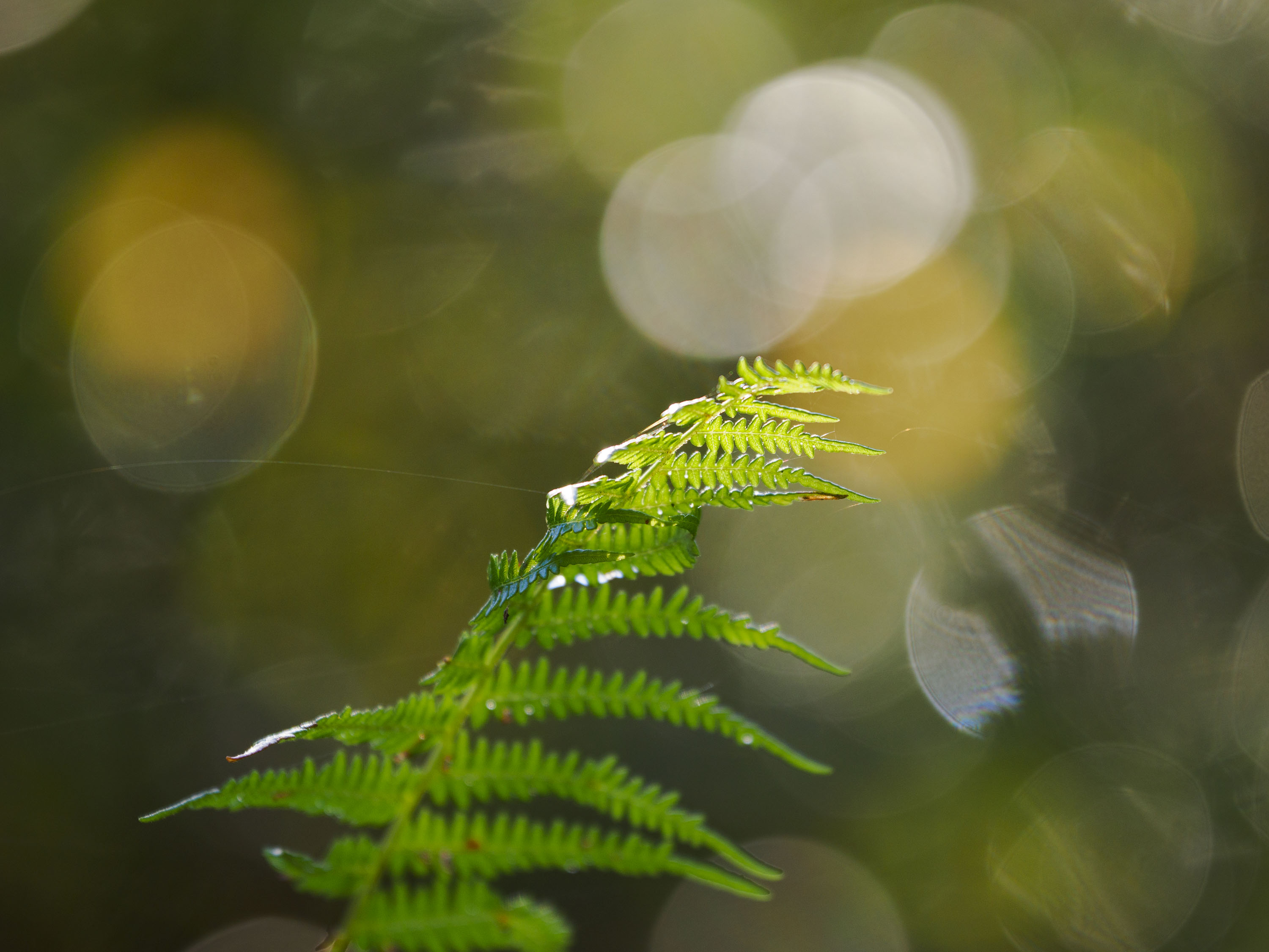 OM System 50-200mm F2.8 sample gallery: close up of ferns