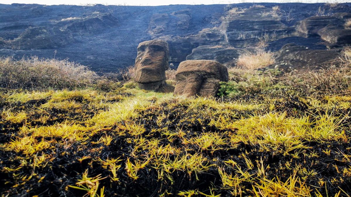 Many of the carved figures, known as moai, were left charred by the forest fire.