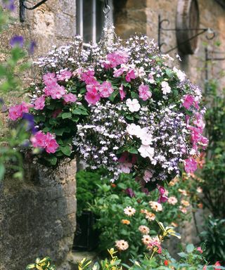 hanging basket filled with pink and mauve flowering plants