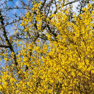 Yellow flowering forsythia shrub against blue sky