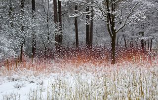 Midwinter Fire Cornus sanguinea Valley Gardens Virginia Water Surrey England UK