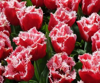 Tulipa 'New Santa'