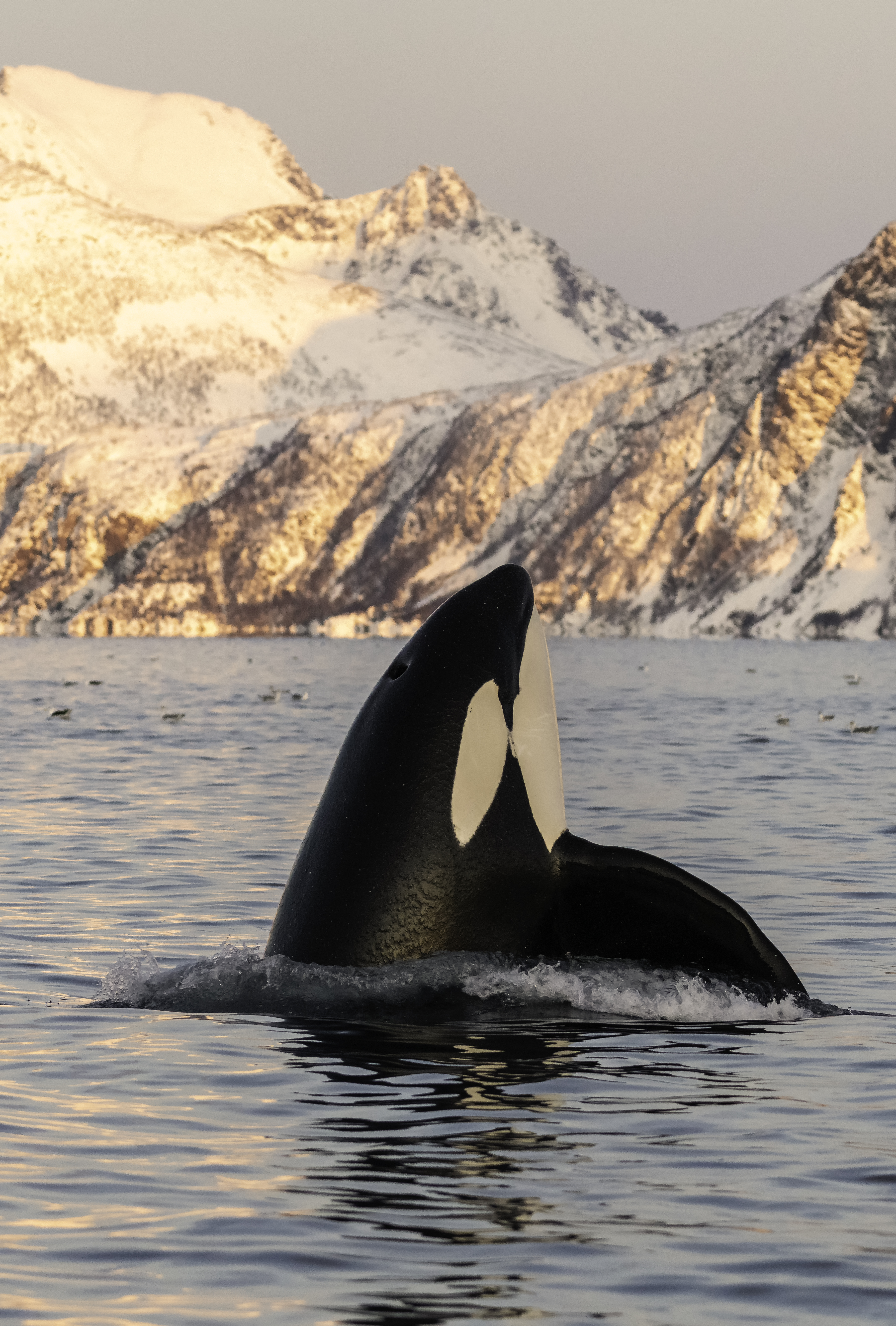 Orca spy-hopping in icy ocean
