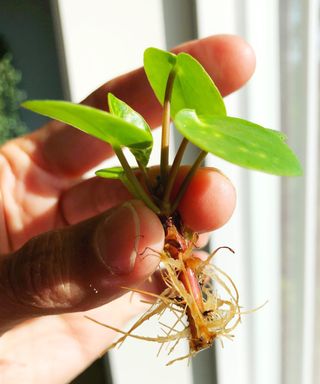 A rooted cutting from a pilea peperomioides plant.