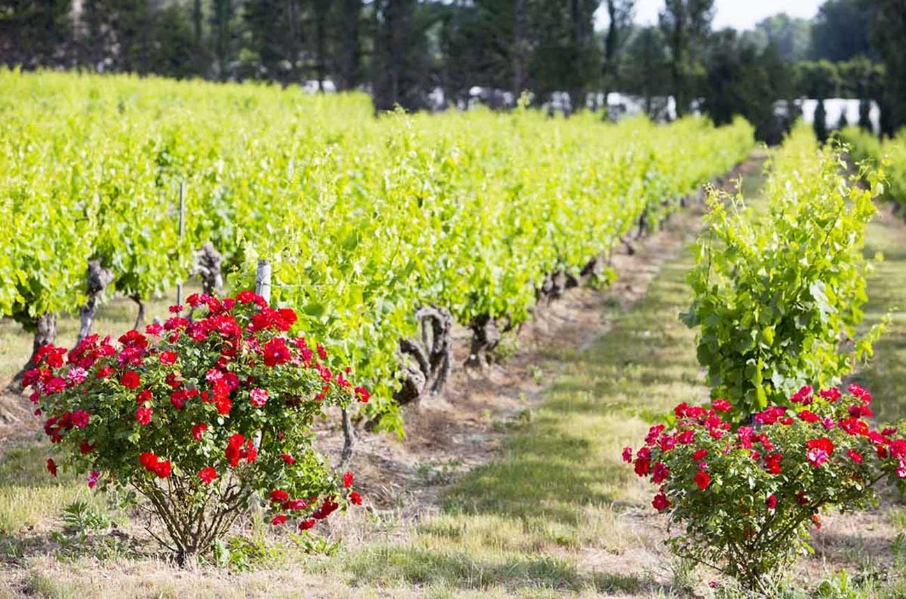 vineyard for sale in Ventoux, listed by Wine Objectives