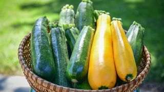 Harvested green and yellow zucchini
