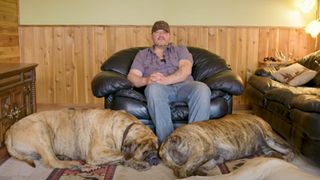 Two massive mastiffs relaxing with their owner