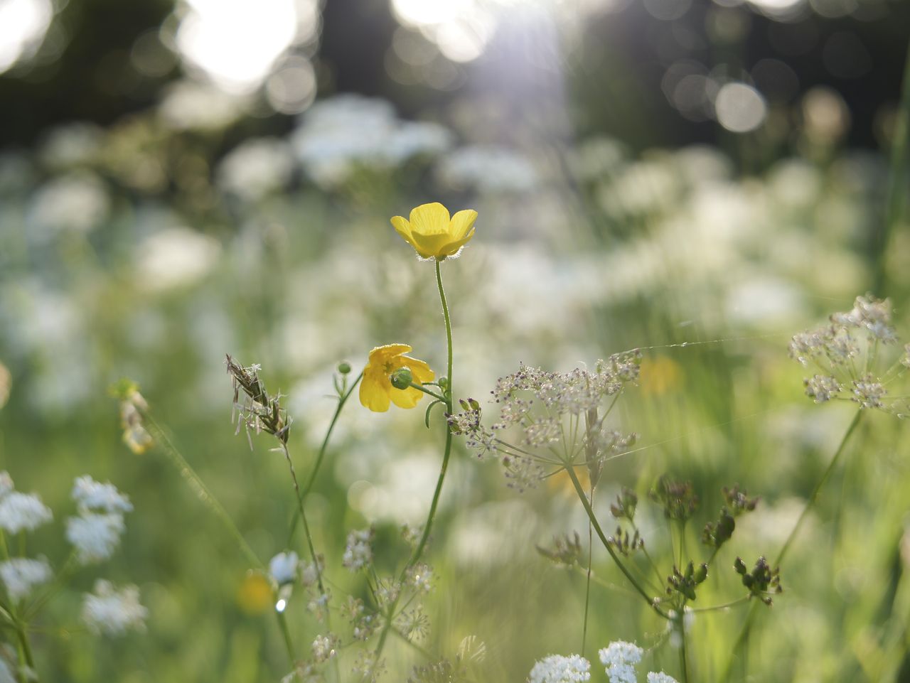 Sample image taken with the Panasonic Lumix L10; wildflowers at first light