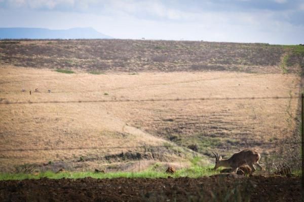 Some local wildlife was unaware of the race happening