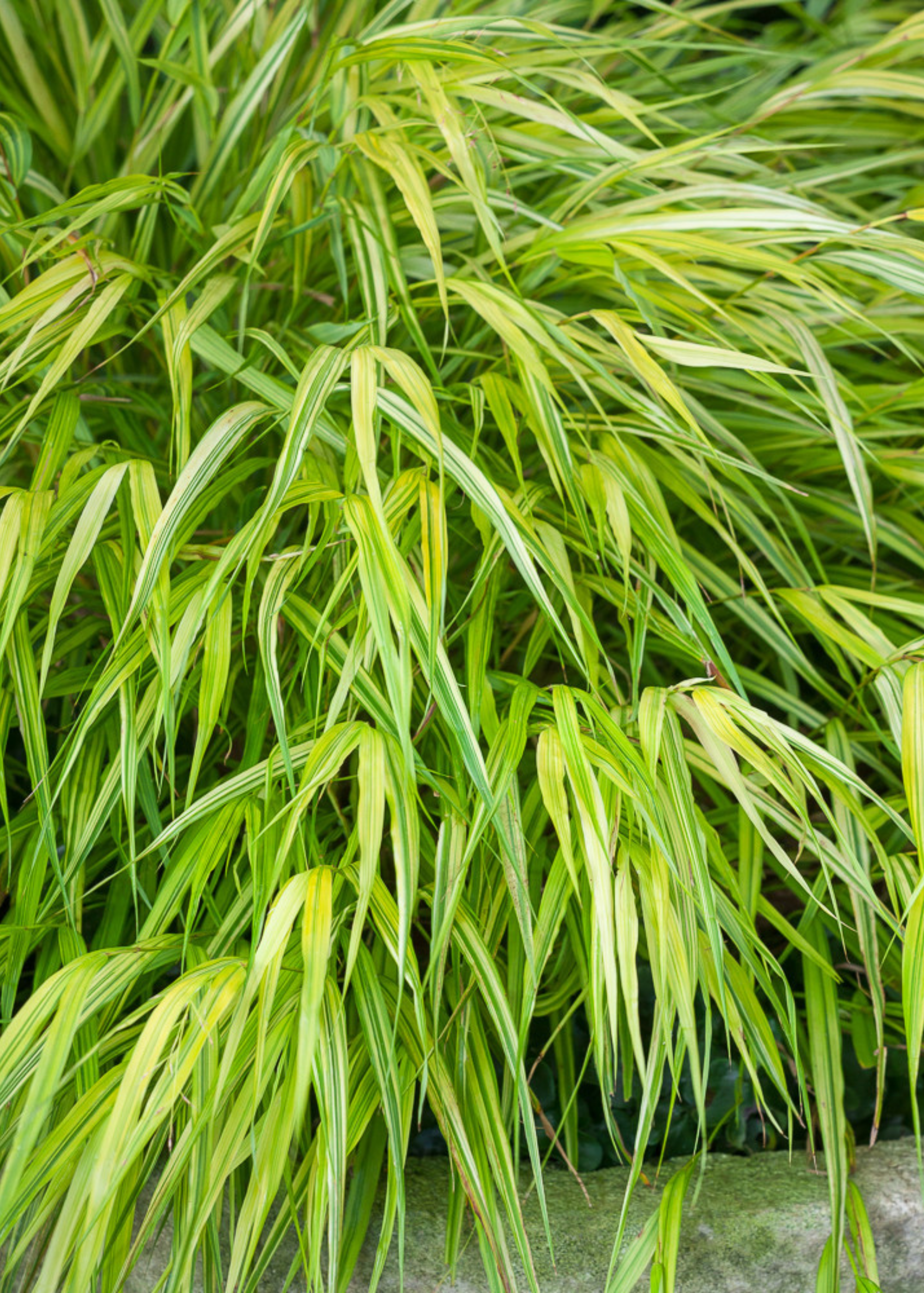 A close-up of Japanese Hakonechloa Grass