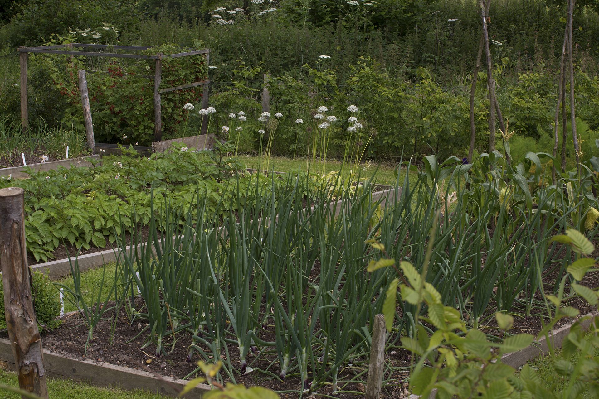 Onions growing in raised beds