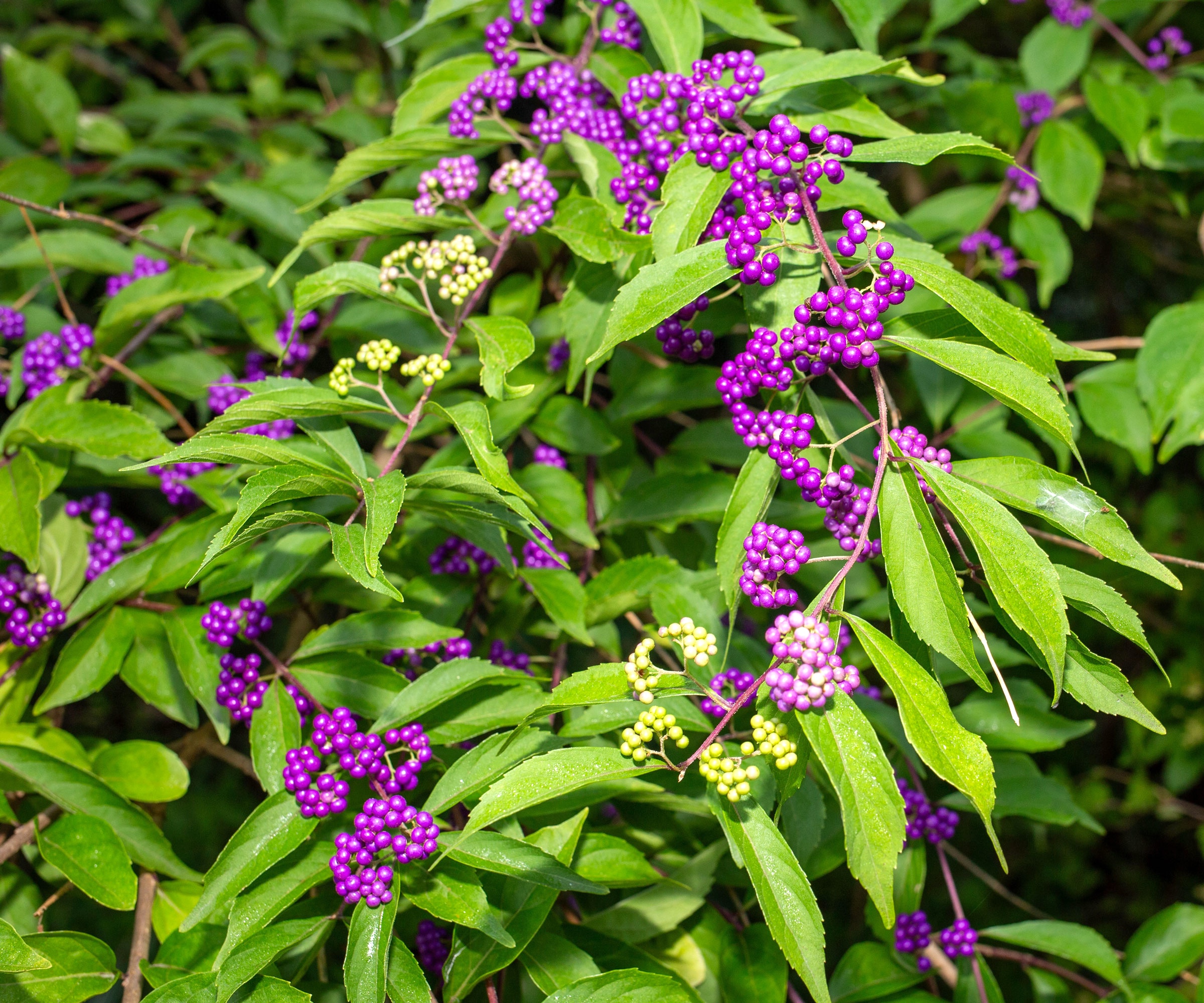 beautyberry with purple berries