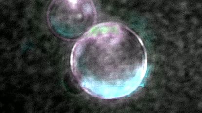 SpudCells, shown in a composite image based on microscopy, mimic key cellular functions.