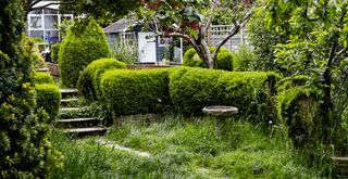 Overgrown garden with long lawn and conifer hedges to support a guide of how to prune conifer hedges