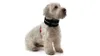 BiteNot Collar