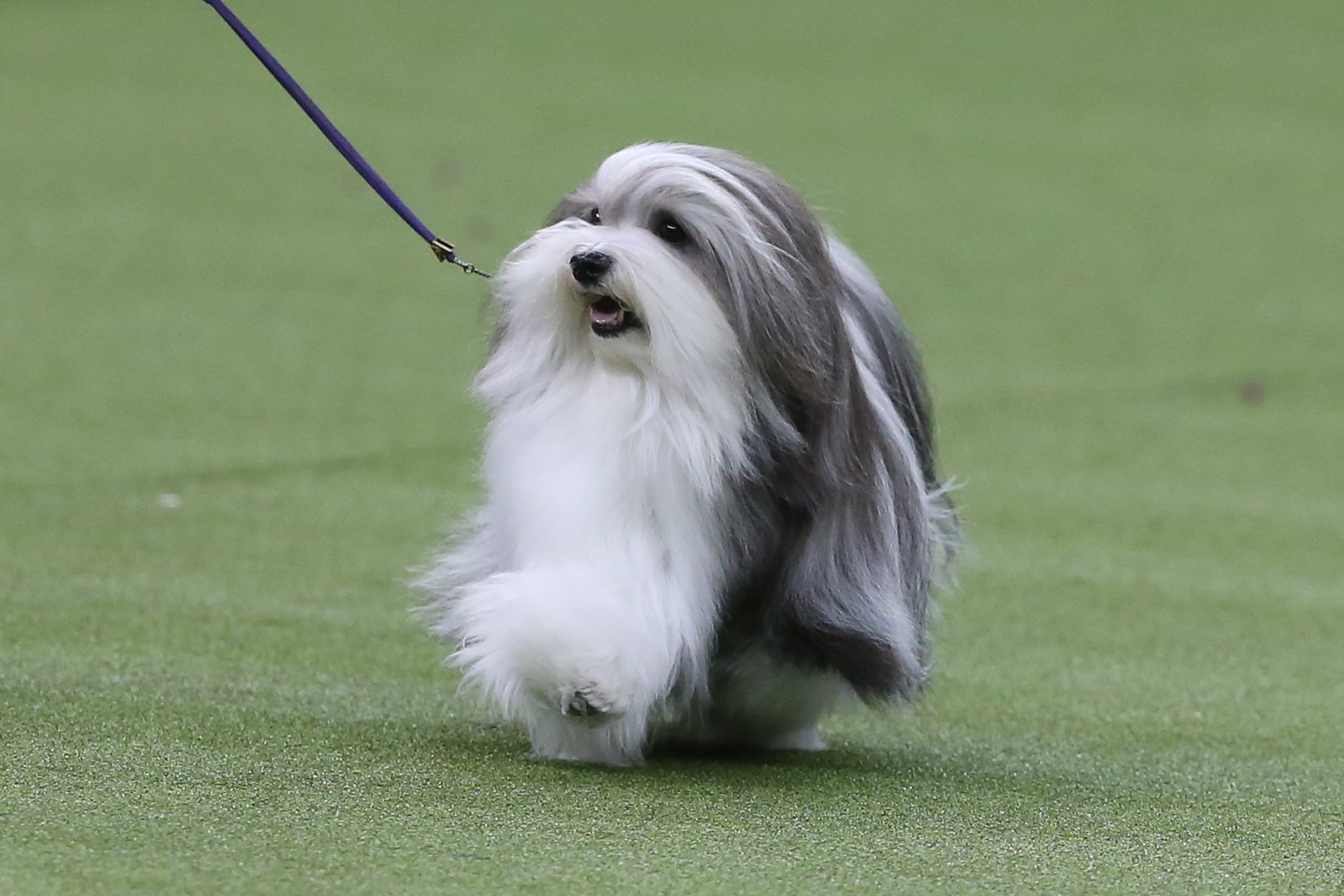 Havanese walking