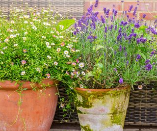 lavender and daisies in large terracotta pots