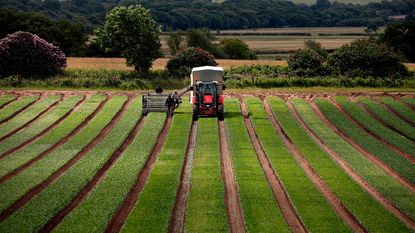 Harvesting spinach 