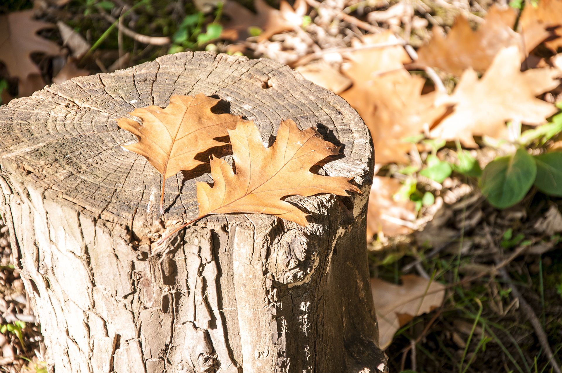 How to remove a tree stump Homes & Gardens