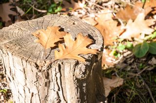 Autumn leaves on tree stump