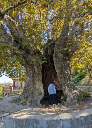 georgia's largest tree