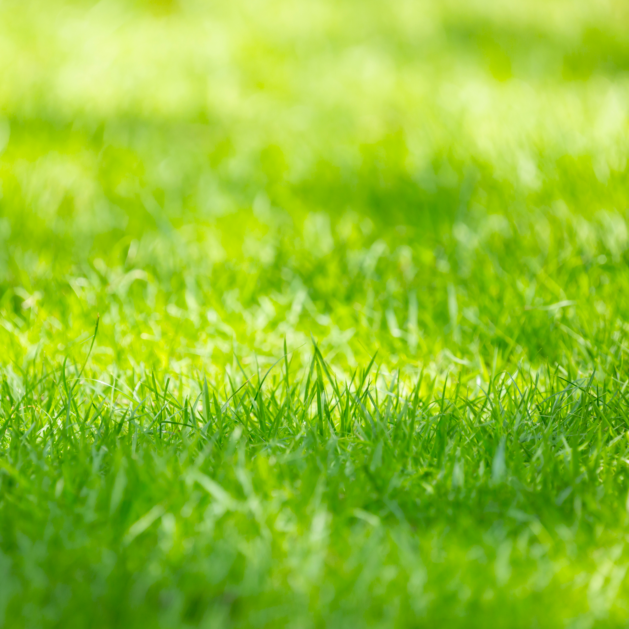 Lush lawn in summer sun