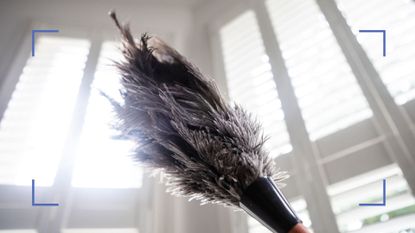a feather duster held up against the windows and blinds—to illustrate our how to get rid of dust tips