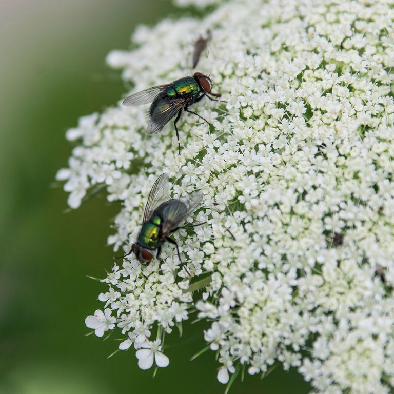How To Get Rid Of Flies Keep Pests At Bay With These Hacks Ideal Home