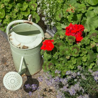 a green watering can in a garden beside some red geraniums and purple lavender