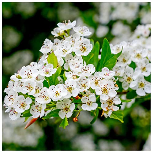 1 Hawthorn 20-30cm Hedging in 1l Pot,plant,whitethorn,quickthorn,thorny Native Hedge 3fatpigs®