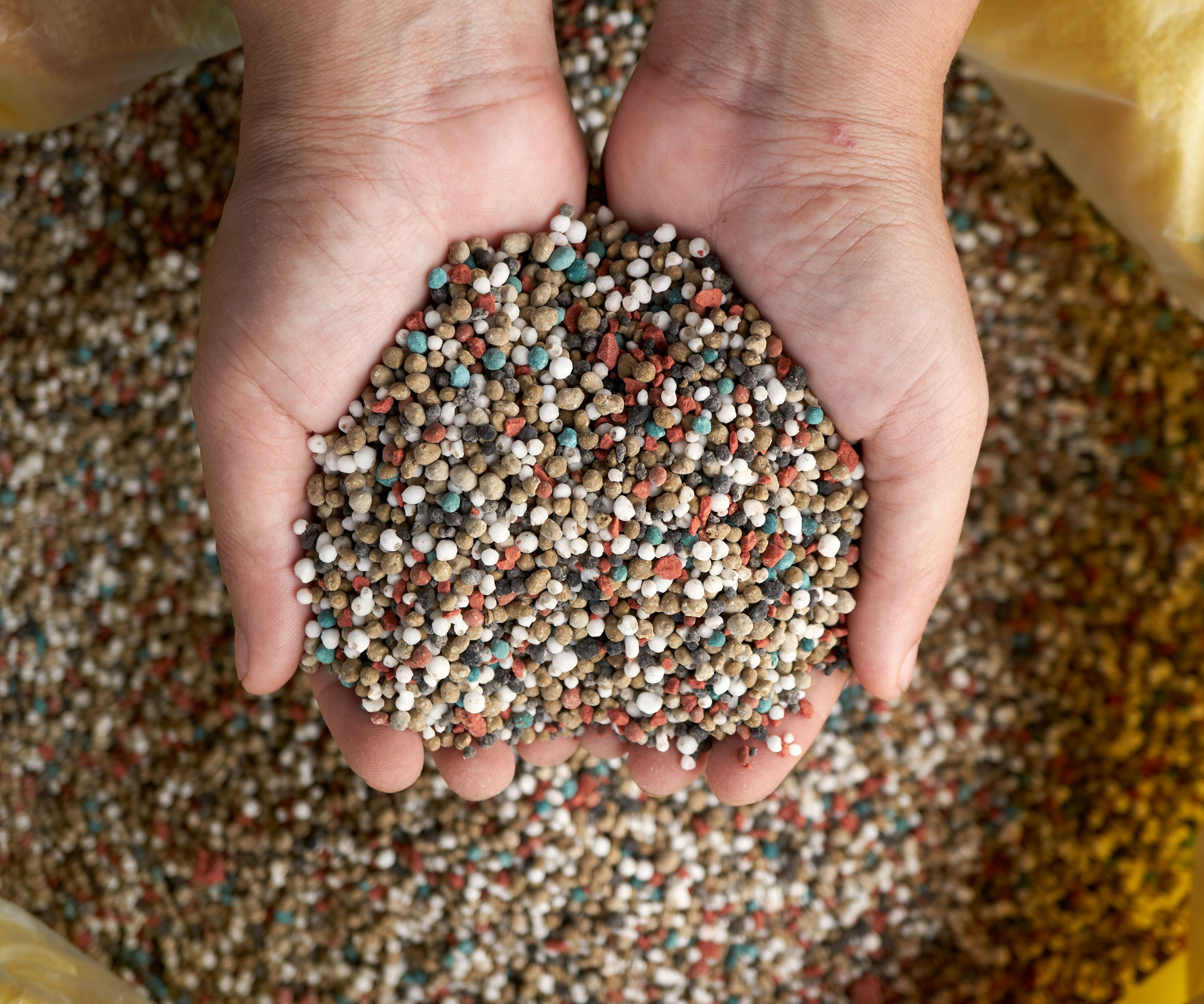 hands holding granular slow release fertilizer