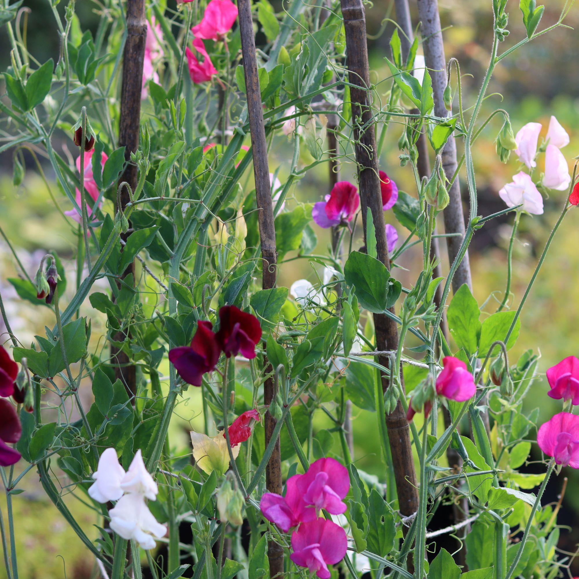 sweet peas in garden