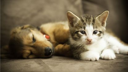 A puppy and kitten get close together on a sofa.