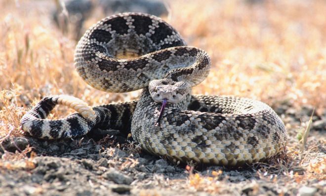 Diamondback rattle snake