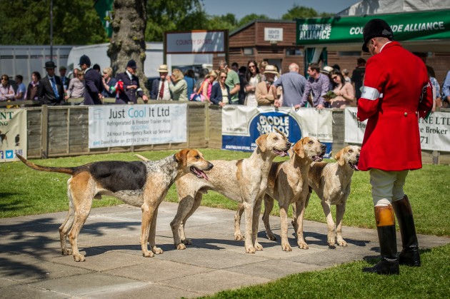 South of England Hound Show June 2015