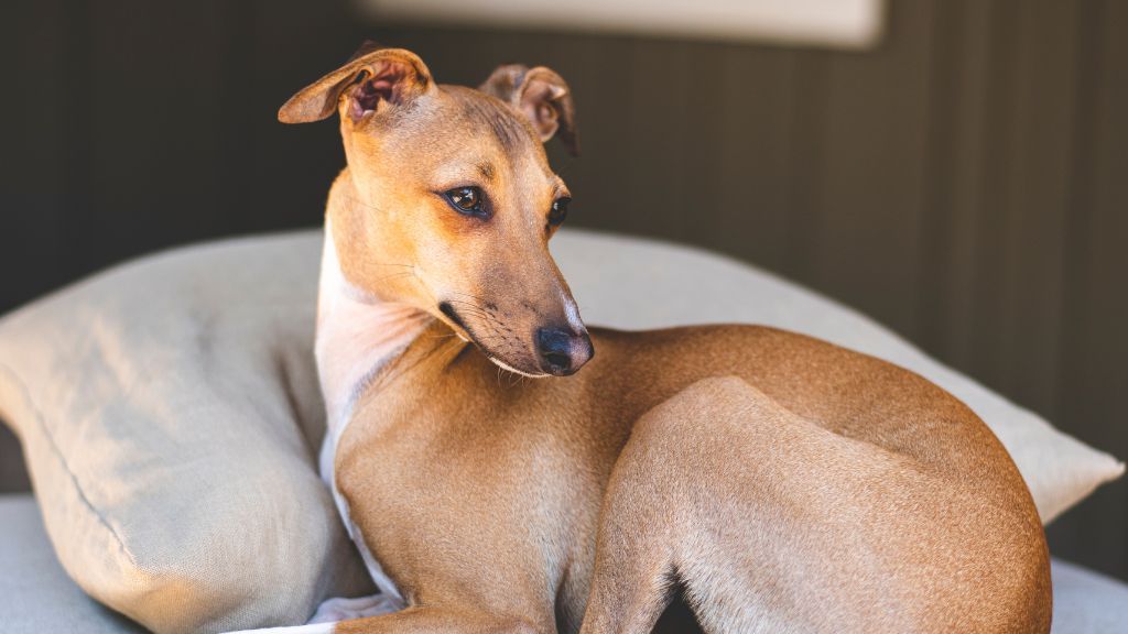 tan-colored italian greyhound curled up against a pillow on a bed