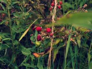 raspberries growing in a shady garden