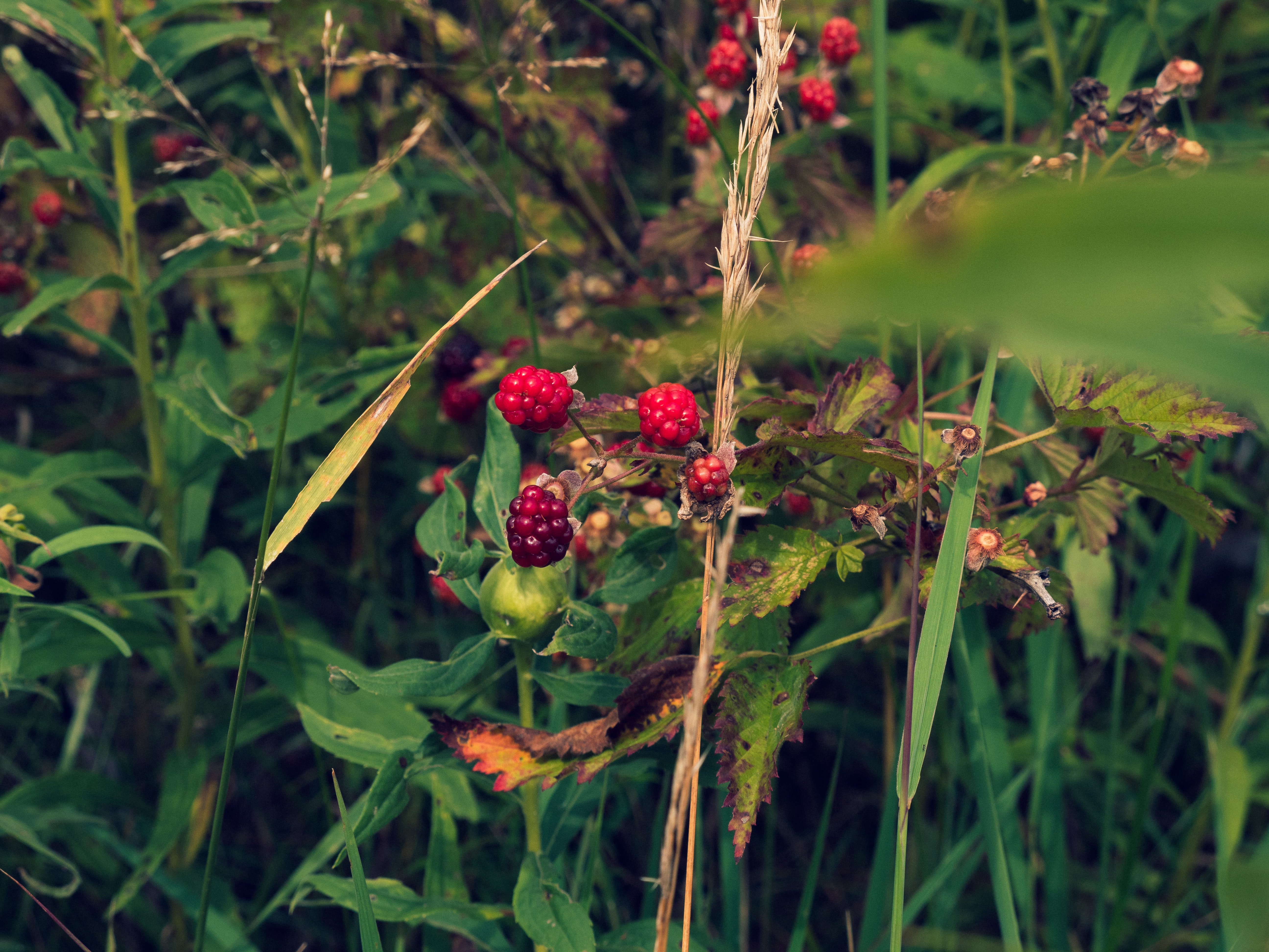 Shade garden fruits: raspberries