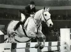 Foxhunter winners: Caroline Bradley riding Walky Talky
