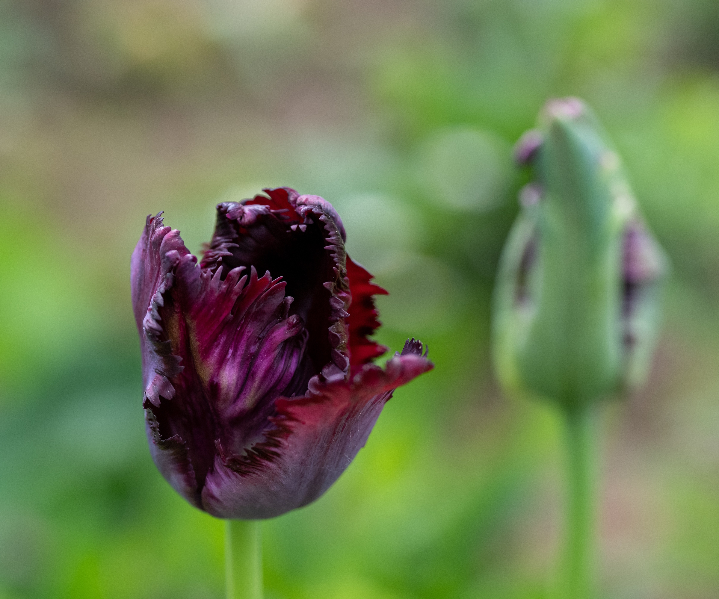 Black parrot fringed tulips