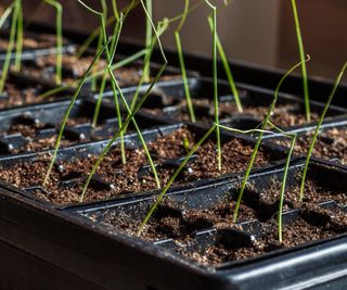 A tray of onion seedlings ready to transplant