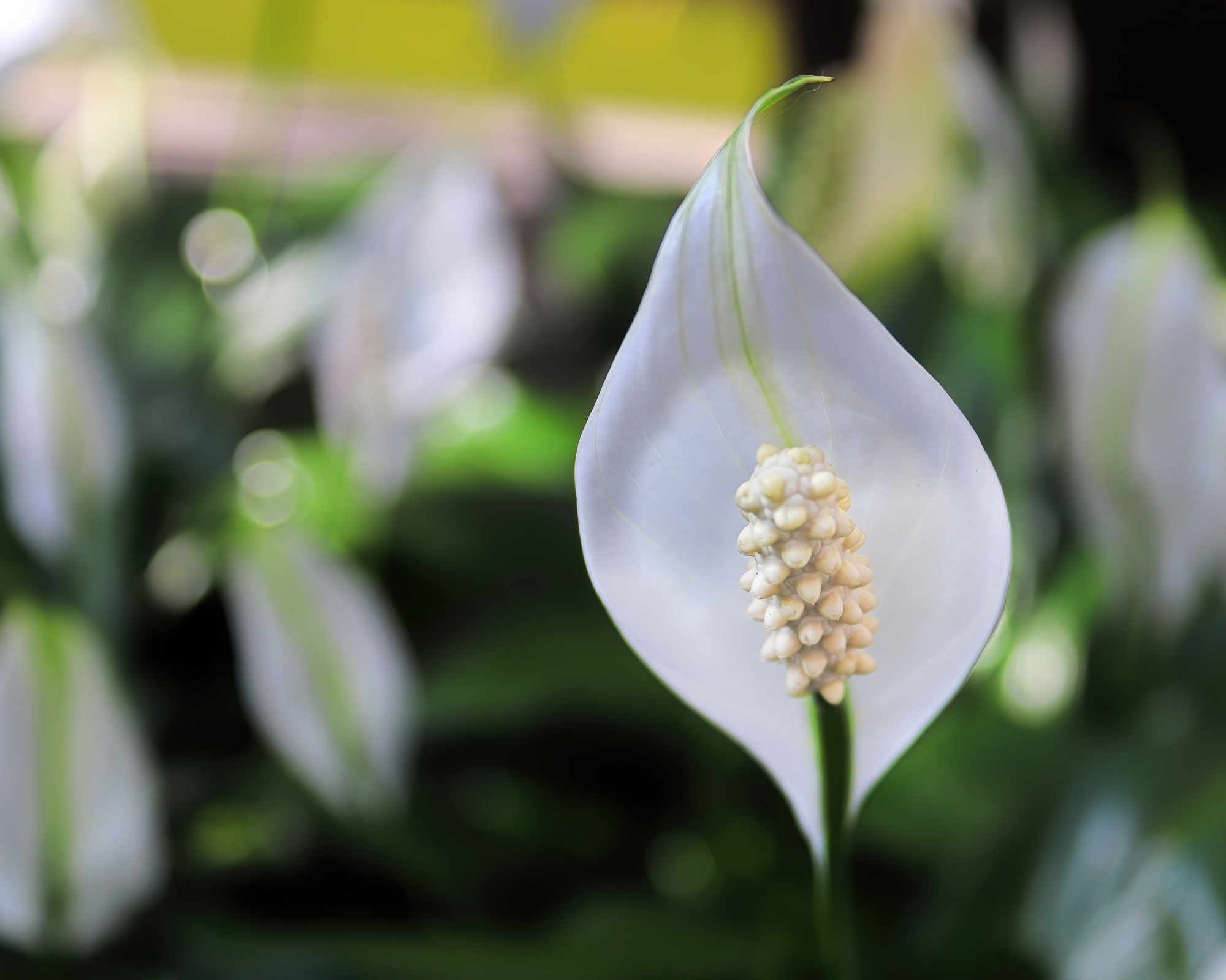 Closeup of a peace lily flower in full bloom.