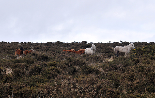 Bodmin-Moor-Ponies-1.jpg
