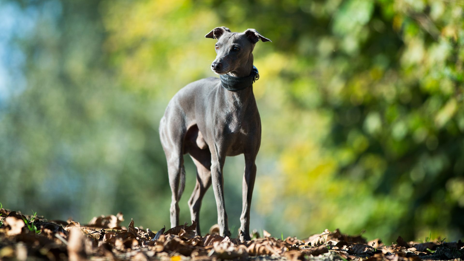 Italian Greyhound standing outside