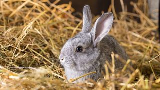 Domestic rabbit surrounded by hay