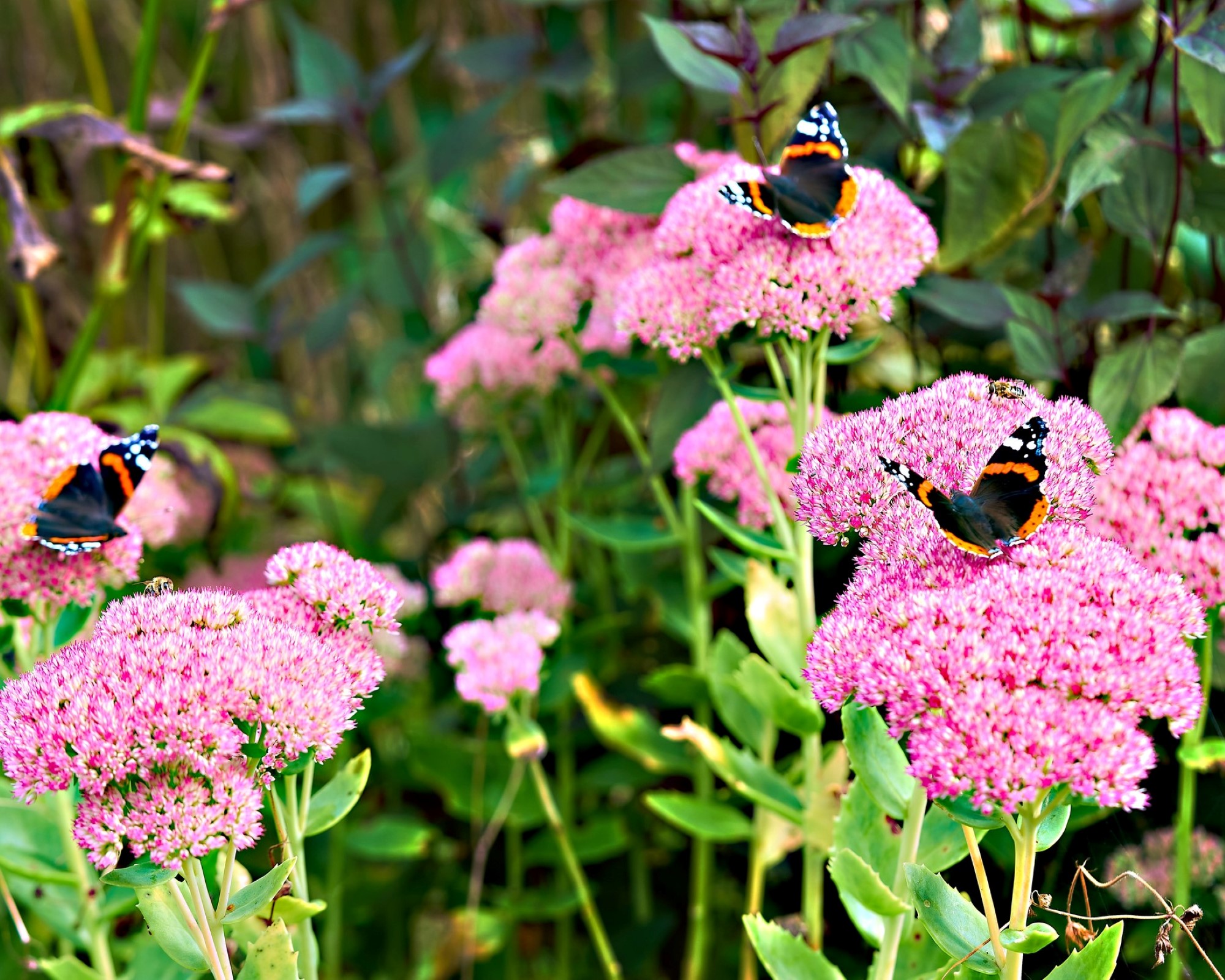 10 full sun plants that love the heat Real Homes