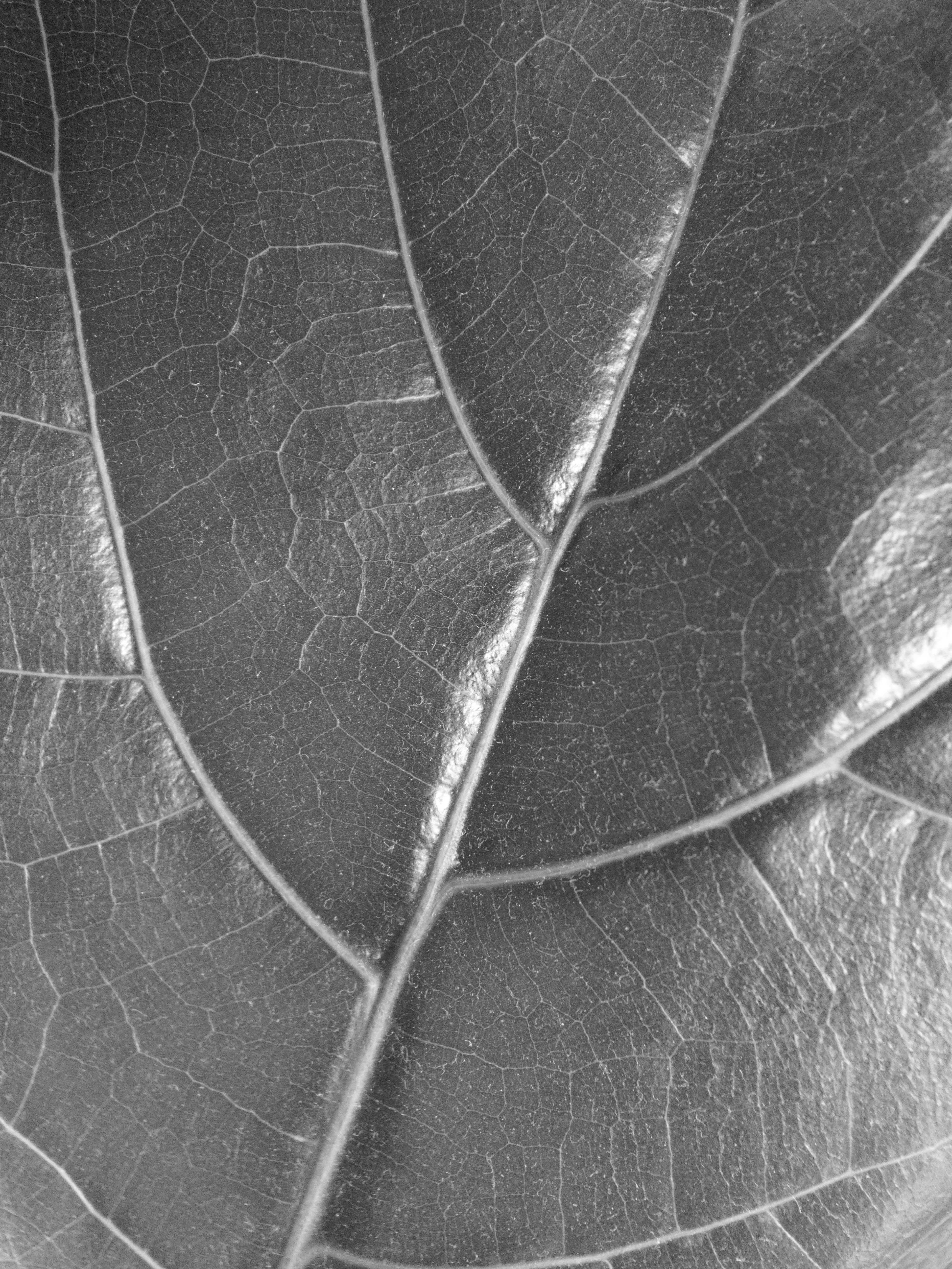 A close-up macro of a leaf