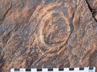 This oval impression is all that remains of a jellyfish that washed up on a beach 540 million years ago, part of a mass stranding in what is now Death Valley.